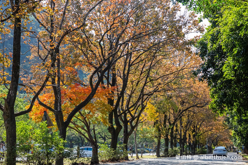 2023石門水庫楓葉紅了嗎？最新現況（楓林大道、楓林步道，水庫壩頂，交通資訊，周邊景點一日遊） @愛伯特