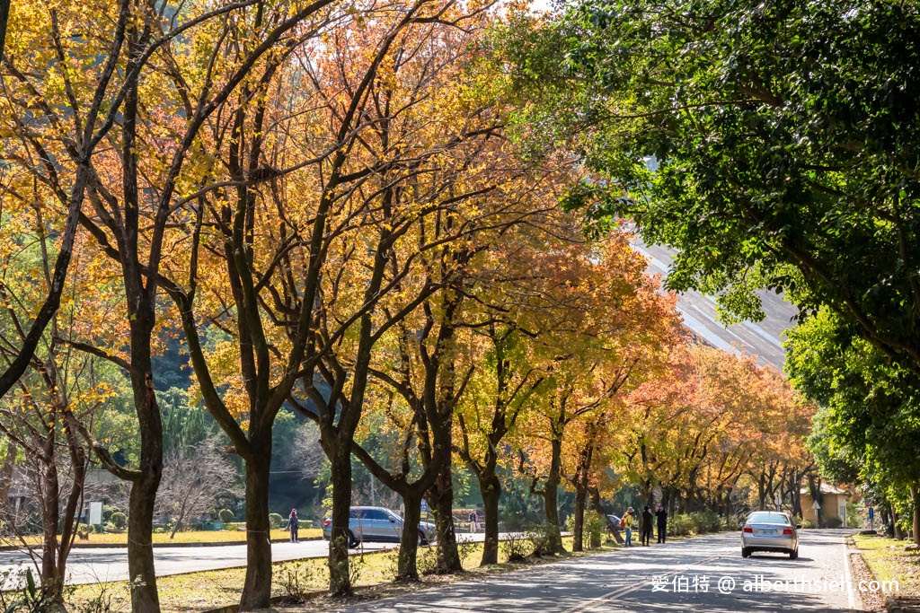 2023石門水庫楓葉紅了嗎？最新現況（楓林大道、楓林步道，水庫壩頂，交通資訊，周邊景點一日遊） @愛伯特