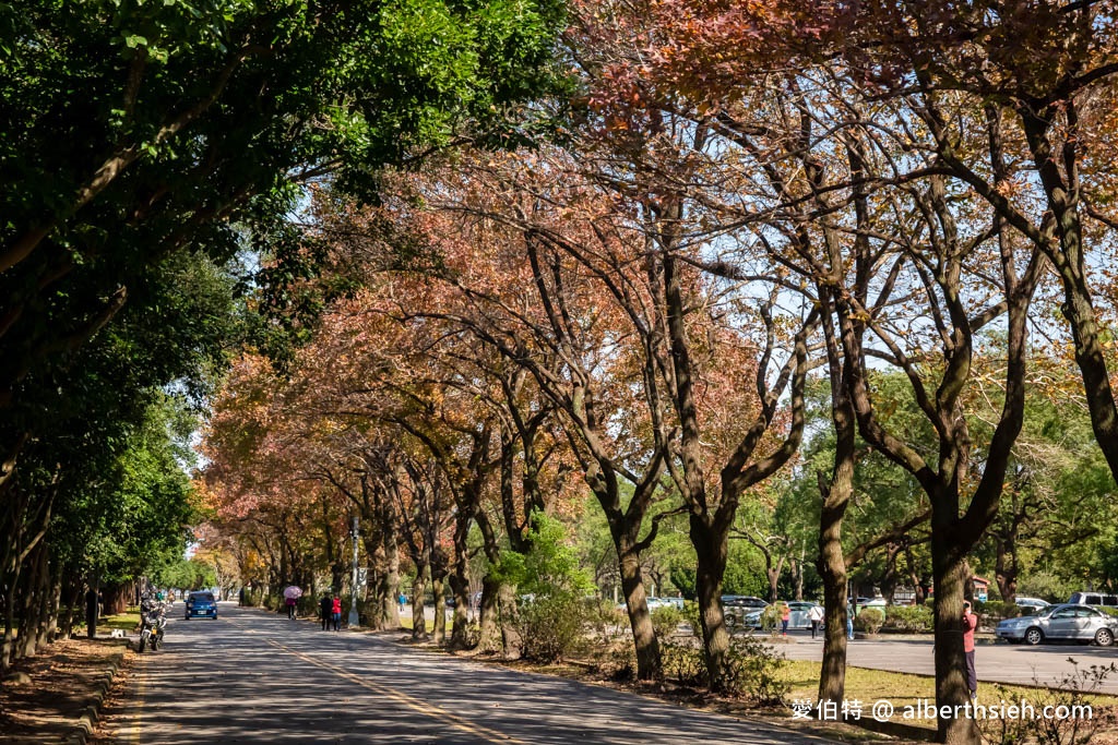 2023石門水庫楓葉紅了嗎？最新現況（楓林大道、楓林步道，水庫壩頂，交通資訊，周邊景點一日遊） @愛伯特