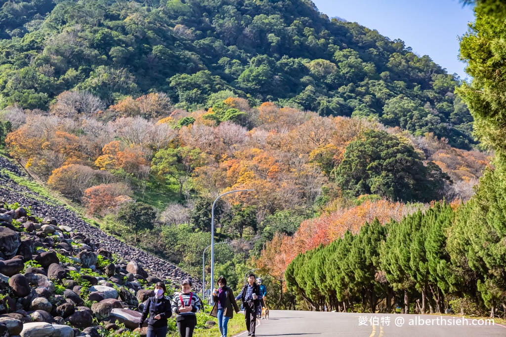 2023石門水庫楓葉紅了嗎？最新現況（楓林大道、楓林步道，水庫壩頂，交通資訊，周邊景點一日遊） @愛伯特