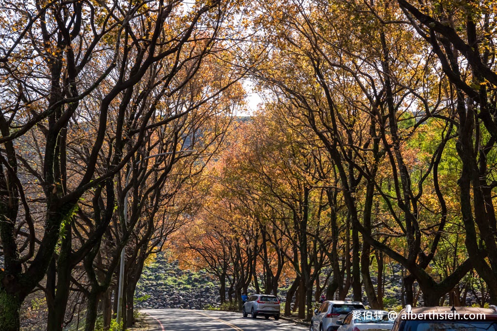 2023石門水庫楓葉紅了嗎？最新現況（楓林大道、楓林步道，水庫壩頂，交通資訊，周邊景點一日遊） @愛伯特