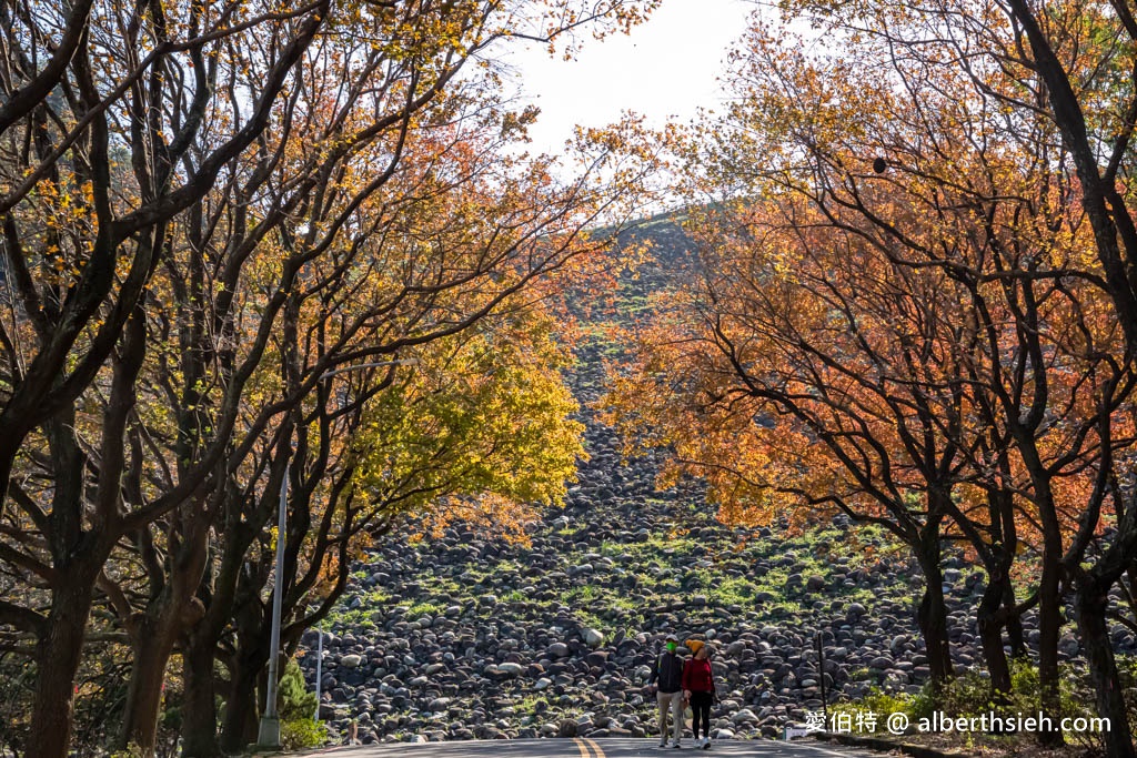 2023石門水庫楓葉紅了嗎？最新現況（楓林大道、楓林步道，水庫壩頂，交通資訊，周邊景點一日遊） @愛伯特