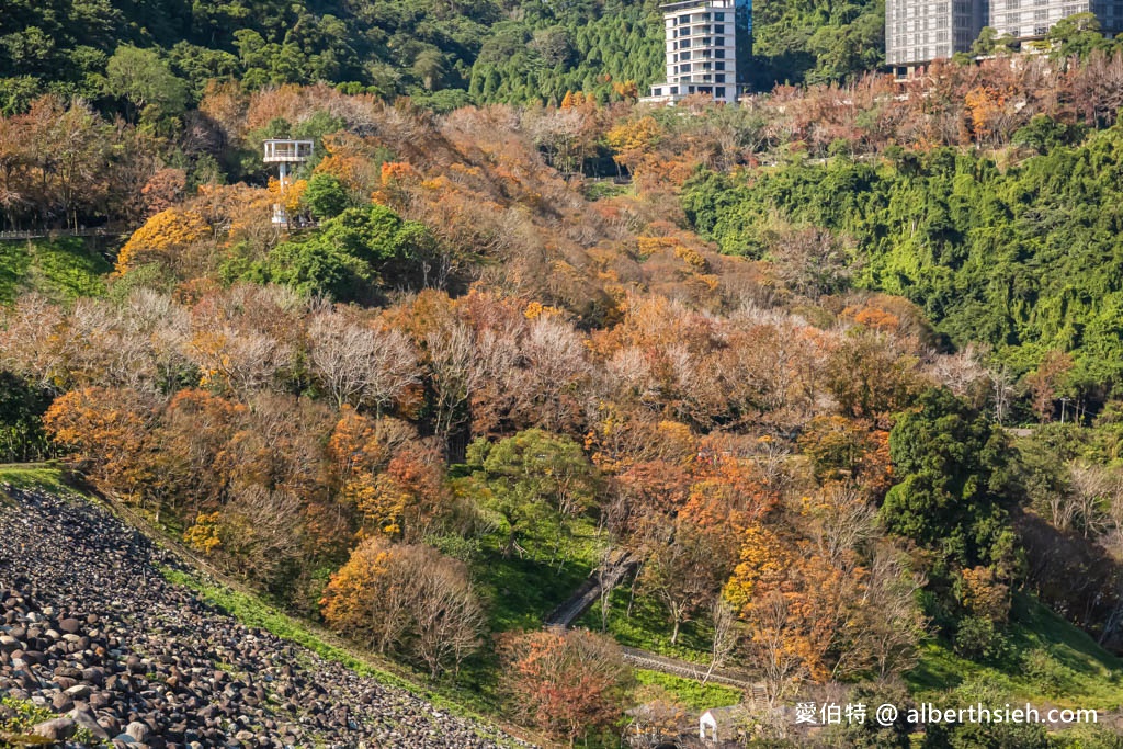 2023石門水庫楓葉紅了嗎？最新現況（楓林大道、楓林步道，水庫壩頂，交通資訊，周邊景點一日遊） @愛伯特