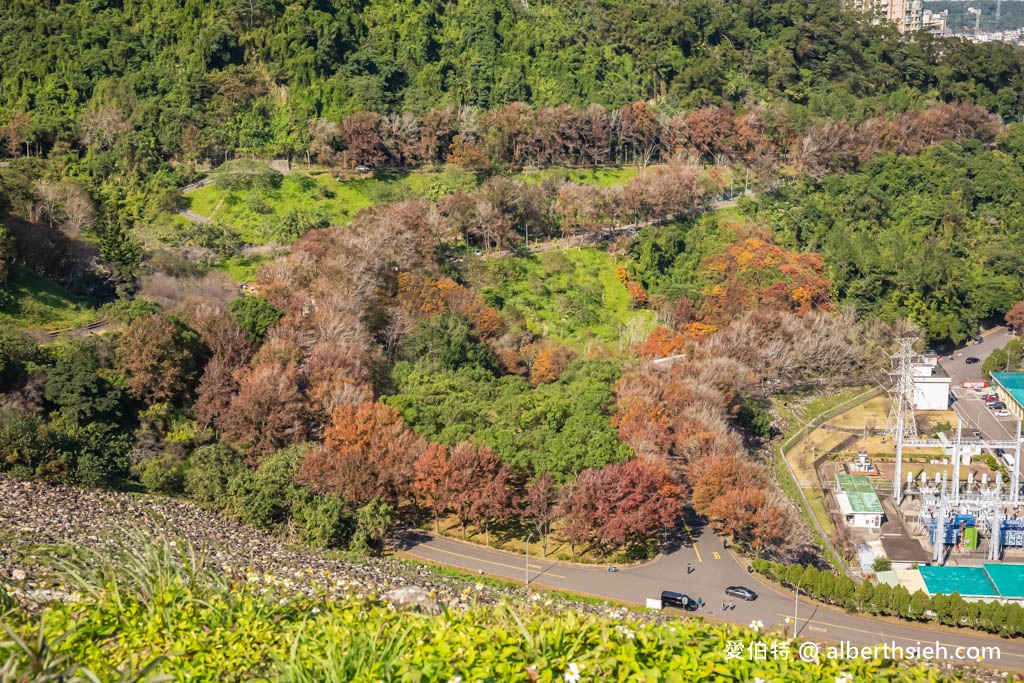 2023石門水庫楓葉紅了嗎？最新現況（楓林大道、楓林步道，水庫壩頂，交通資訊，周邊景點一日遊） @愛伯特