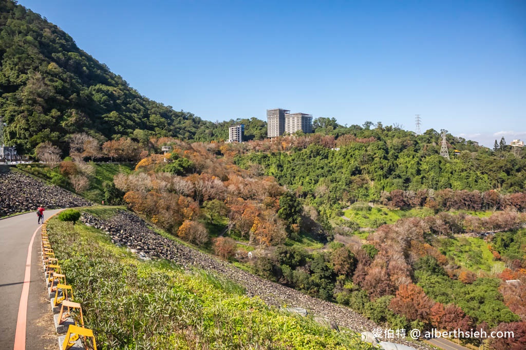 2023石門水庫楓葉紅了嗎？最新現況（楓林大道、楓林步道，水庫壩頂，交通資訊，周邊景點一日遊） @愛伯特