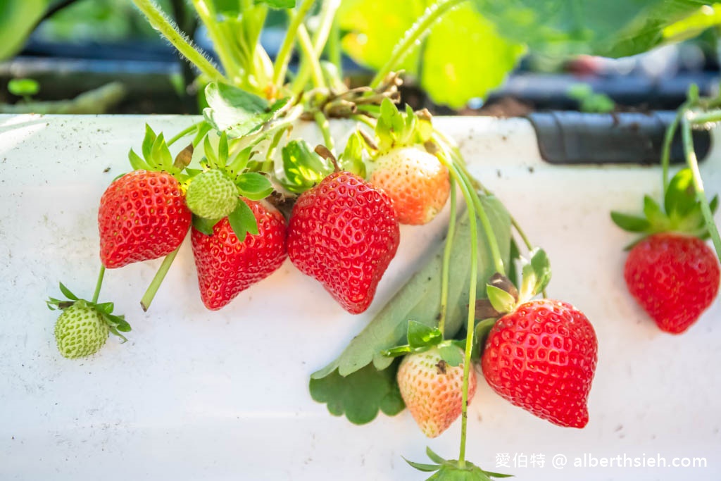 南投埔里採草莓推薦．台一生態休閒農場（無毒草莓季開跑，草莓盒隨你裝到滿最低只要150） @愛伯特
