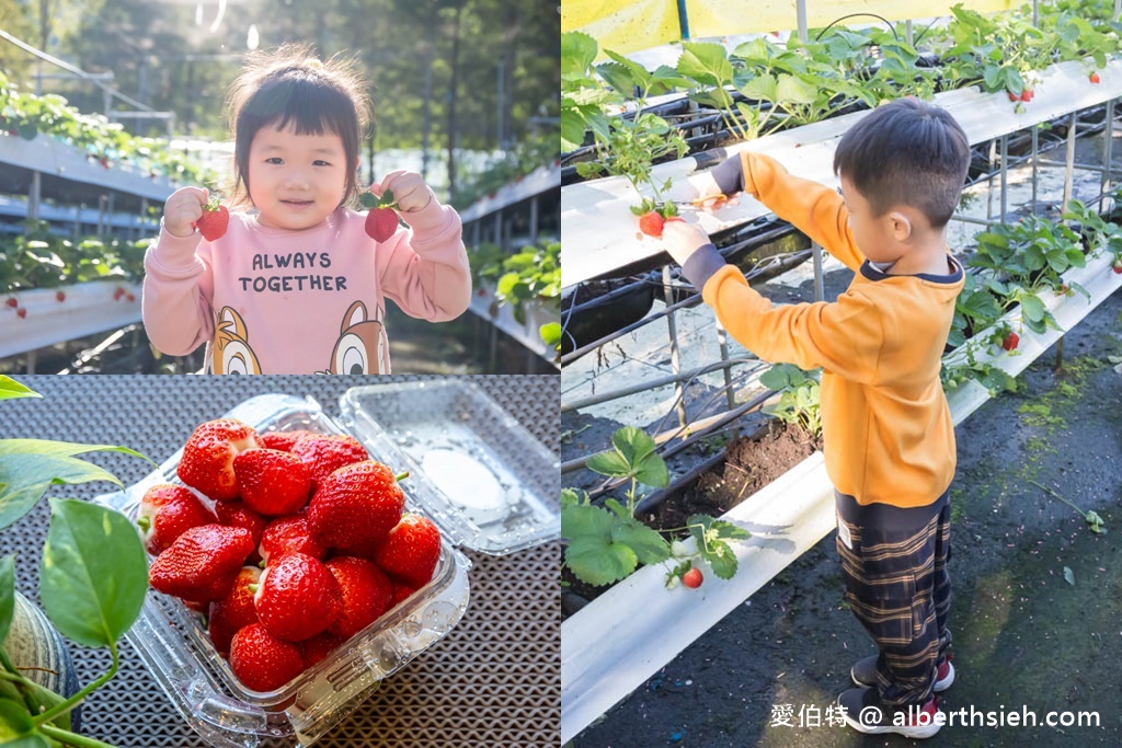 南投埔里採草莓推薦．台一生態休閒農場（無毒草莓季開跑，草莓盒隨你裝到滿最低只要150） @愛伯特