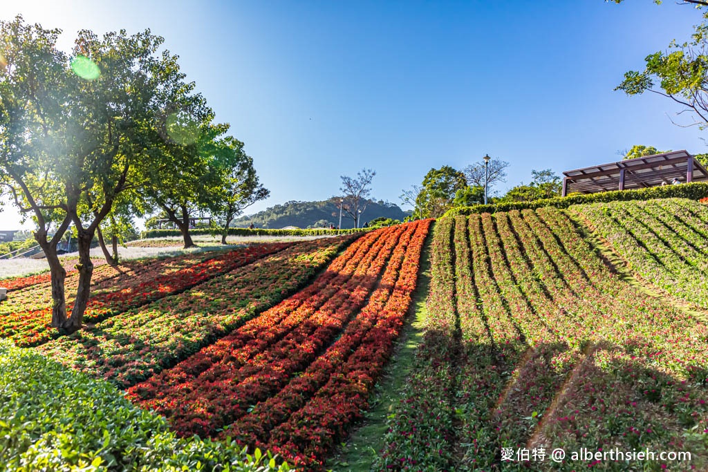 2024北投社三層崎公園．台北北投景點（台版富良野花海，萬坪漸層色山丘IG打卡必拍） @愛伯特