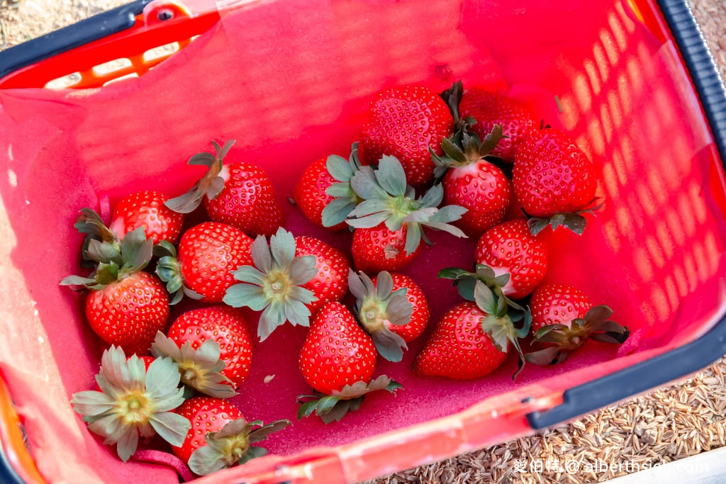 2023苗栗大湖採草莓推薦．雙坑高架草莓園/宋高架草莓園（雙坑品質好，有分區每次都採到鮮甜大顆的草莓） @愛伯特