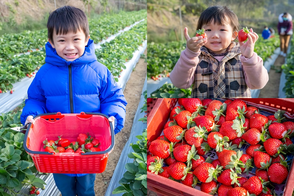 2023苗栗大湖採草莓推薦．雙坑高架草莓園/宋高架草莓園（雙坑品質好，有分區每次都採到鮮甜大顆的草莓） @愛伯特