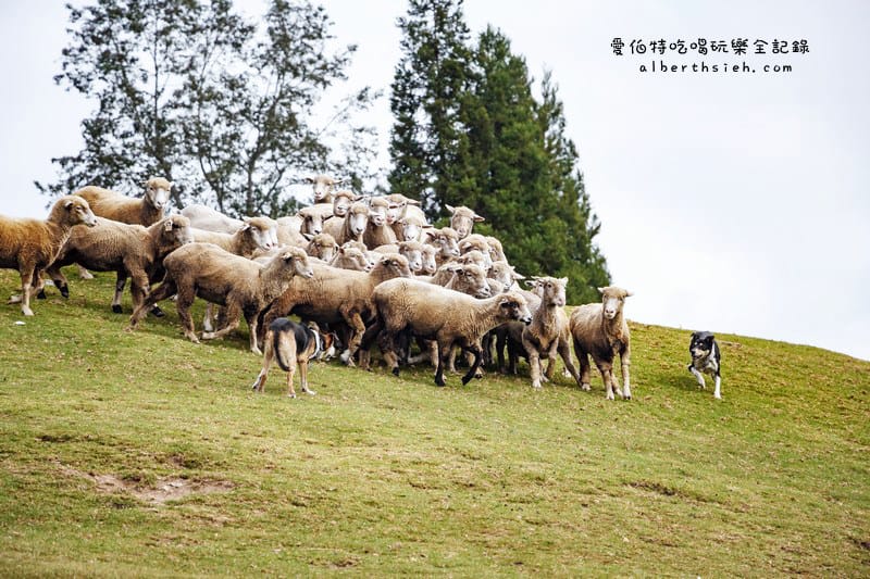 清境農場．南投仁愛景點（山景秀麗以及必看的綿羊秀和馬術秀）