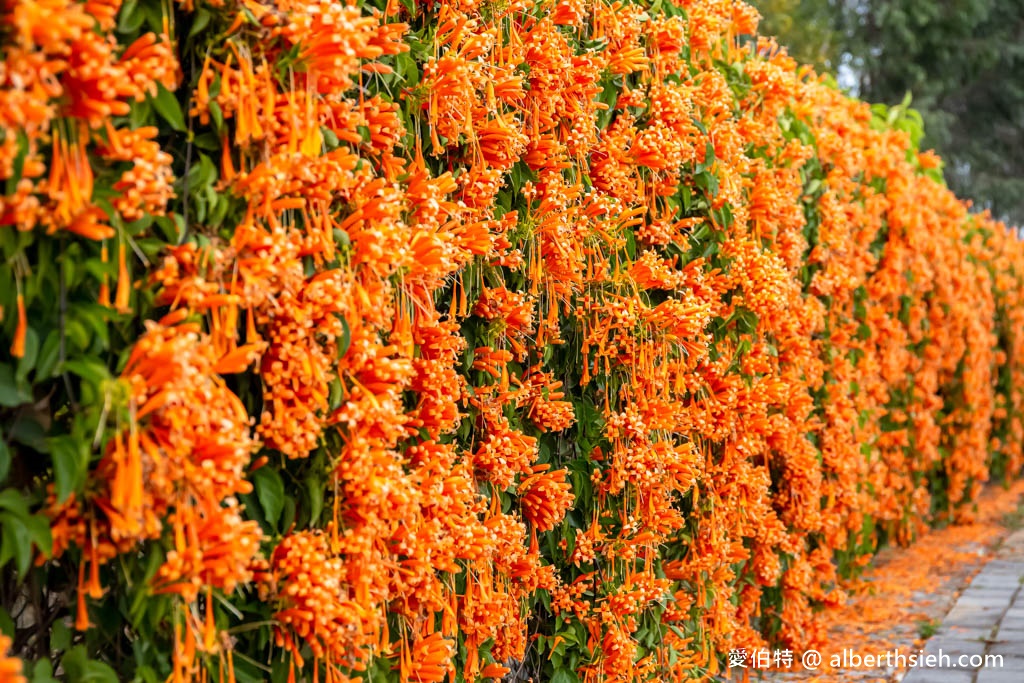 后科路炮仗花海．台中后里免費景點（綿延數百公尺的炮仗花牆盛開中，絕美橘色花牆等你來拍IG美照） @愛伯特