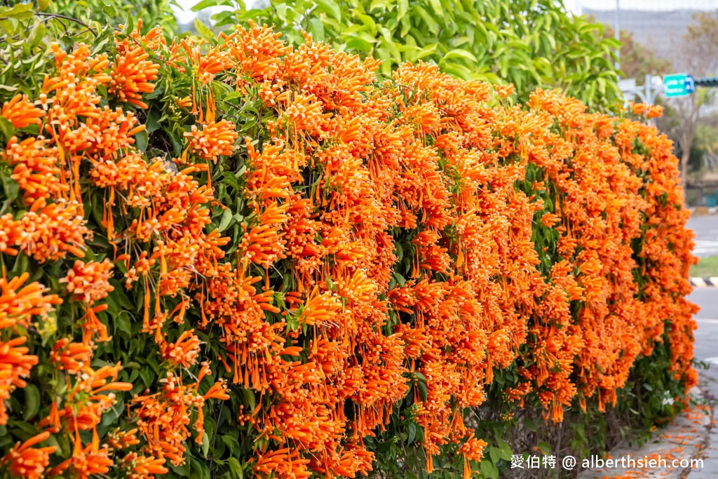 后科路炮仗花海．台中后里免費景點（綿延數百公尺的炮仗花牆盛開中，絕美橘色花牆等你來拍IG美照） @愛伯特