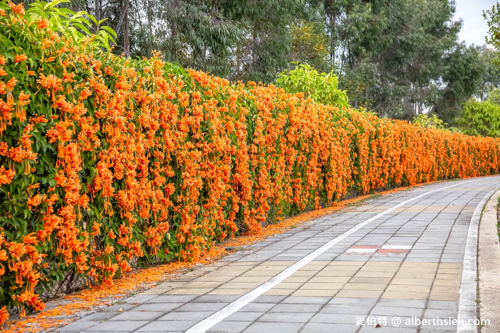 后科路炮仗花海．台中后里免費景點（綿延數百公尺的炮仗花牆盛開中，絕美橘色花牆等你來拍IG美照） @愛伯特