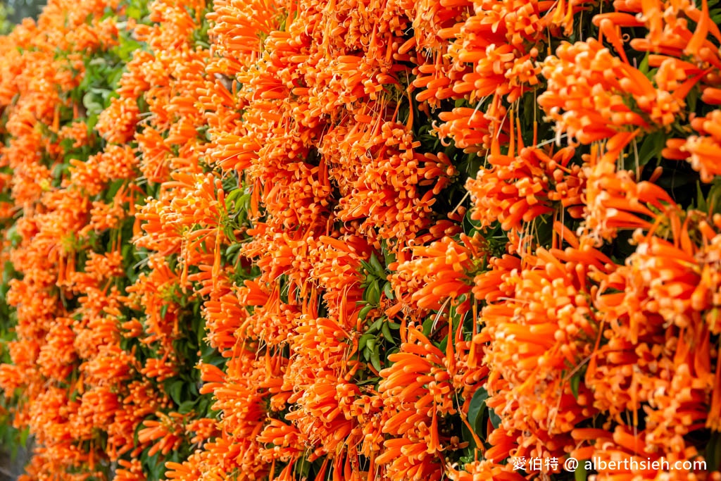 后科路炮仗花海．台中后里免費景點（綿延數百公尺的炮仗花牆盛開中，絕美橘色花牆等你來拍IG美照） @愛伯特