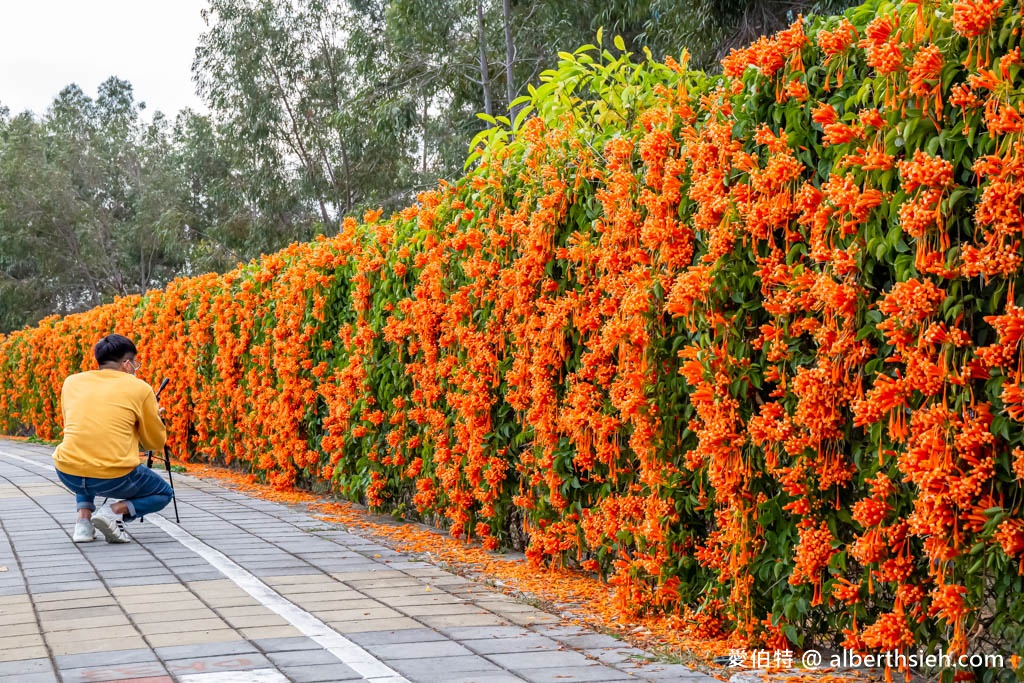 后科路炮仗花海．台中后里免費景點（綿延數百公尺的炮仗花牆盛開中，絕美橘色花牆等你來拍IG美照） @愛伯特