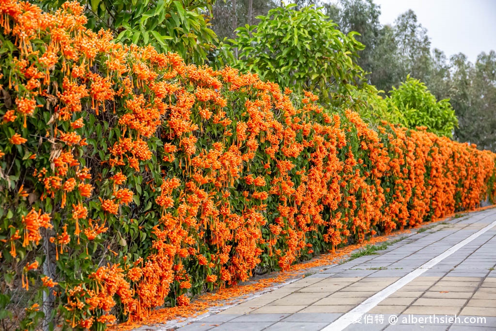 后科路炮仗花海．台中后里免費景點（綿延數百公尺的炮仗花牆盛開中，絕美橘色花牆等你來拍IG美照） @愛伯特