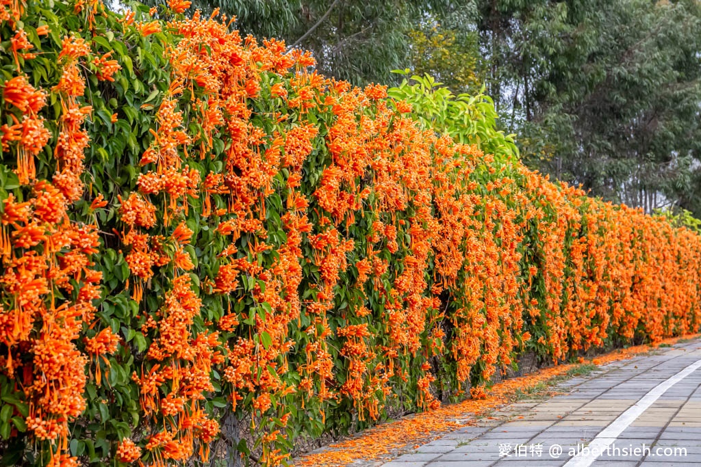 后科路炮仗花海．台中后里免費景點（綿延數百公尺的炮仗花牆盛開中，絕美橘色花牆等你來拍IG美照） @愛伯特