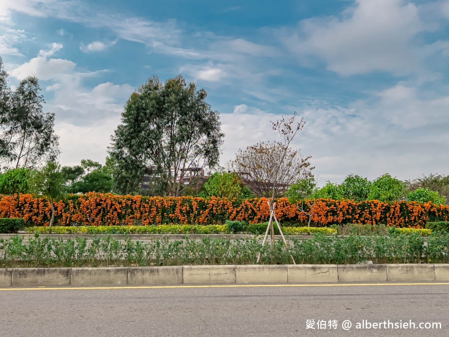 后科路炮仗花海．台中后里免費景點（綿延數百公尺的炮仗花牆盛開中，絕美橘色花牆等你來拍IG美照） @愛伯特