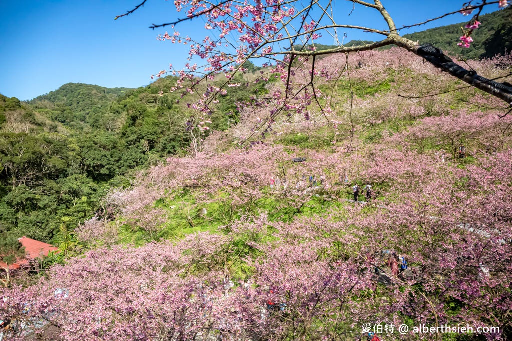 2024三峽大熊櫻花林．新北櫻花景點（花況，交通方式，門票費用，七種櫻花接力綻放） @愛伯特