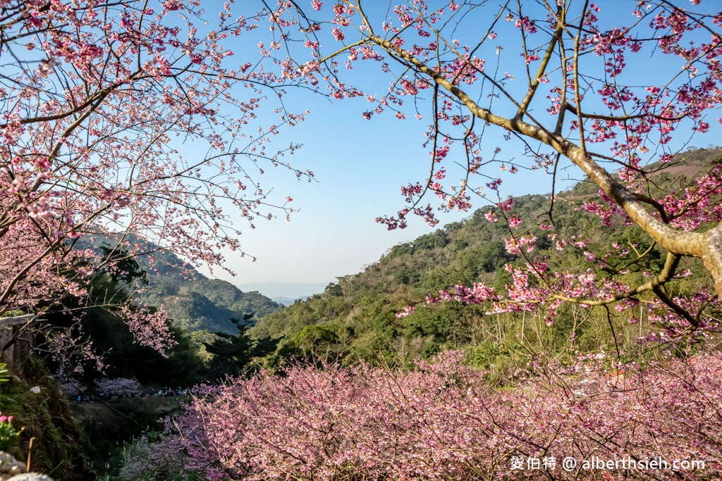 2024三峽大熊櫻花林．新北櫻花景點（花況，交通方式，門票費用，七種櫻花接力綻放） @愛伯特