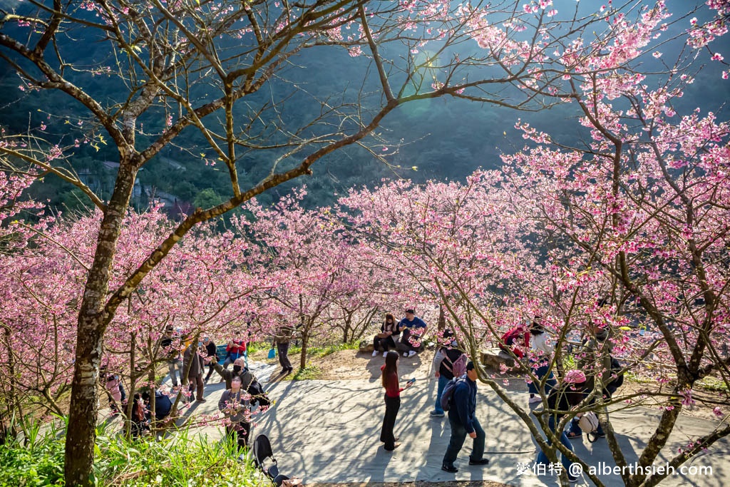 2024三峽大熊櫻花林．新北櫻花景點（花況，交通方式，門票費用，七種櫻花接力綻放） @愛伯特