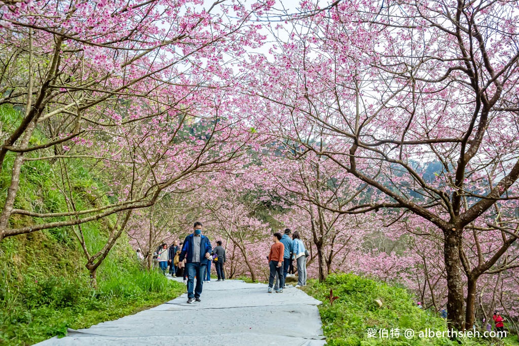 2024三峽大熊櫻花林．新北櫻花景點（花況，交通方式，門票費用，七種櫻花接力綻放） @愛伯特