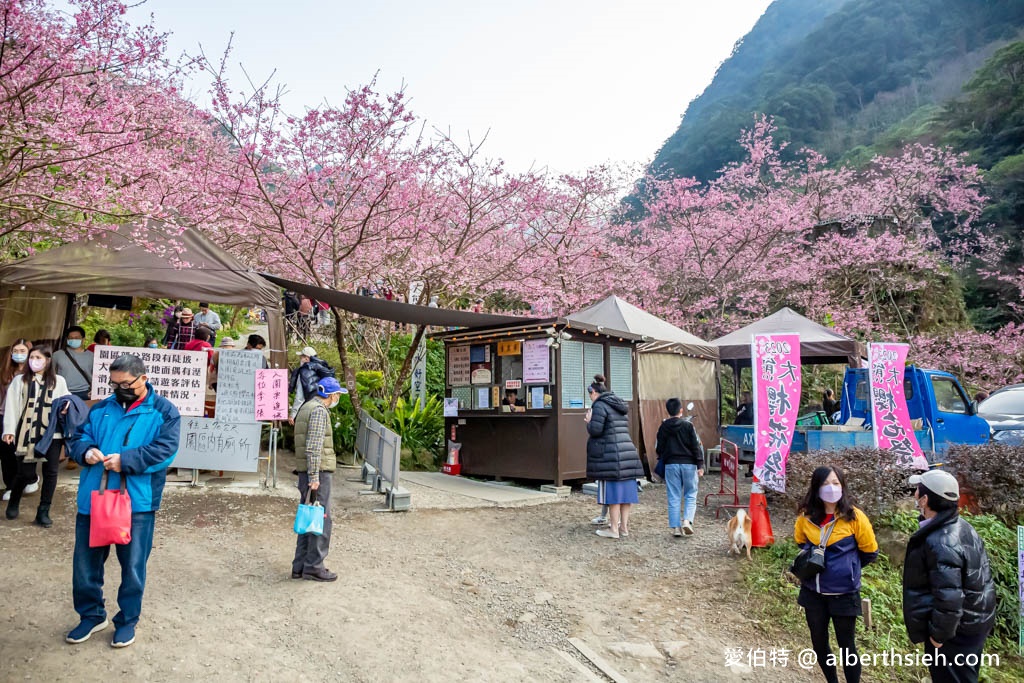 2024三峽大熊櫻花林．新北櫻花景點（花況，交通方式，門票費用，七種櫻花接力綻放） @愛伯特