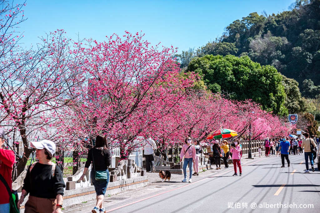 台中后里賞花2月3月期間限定（泰安派出所櫻花，崴立櫻花公園，后科路炮仗花） @愛伯特