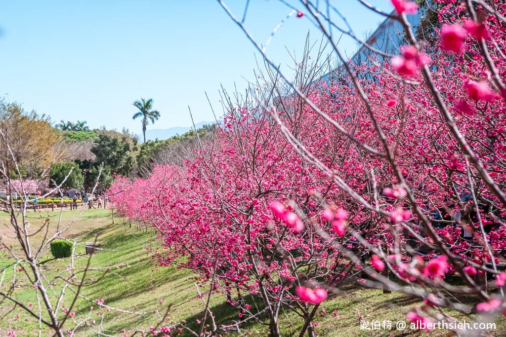 2024中科崴立櫻花公園．台中后里櫻花景點（最新花況，免門票平地就有千坪數百棵櫻花任你拍） @愛伯特