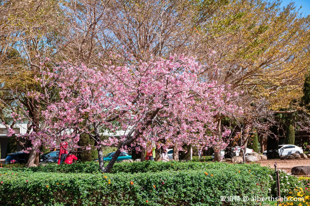 2024中科崴立櫻花公園．台中后里櫻花景點（最新花況，免門票平地就有千坪數百棵櫻花任你拍） @愛伯特