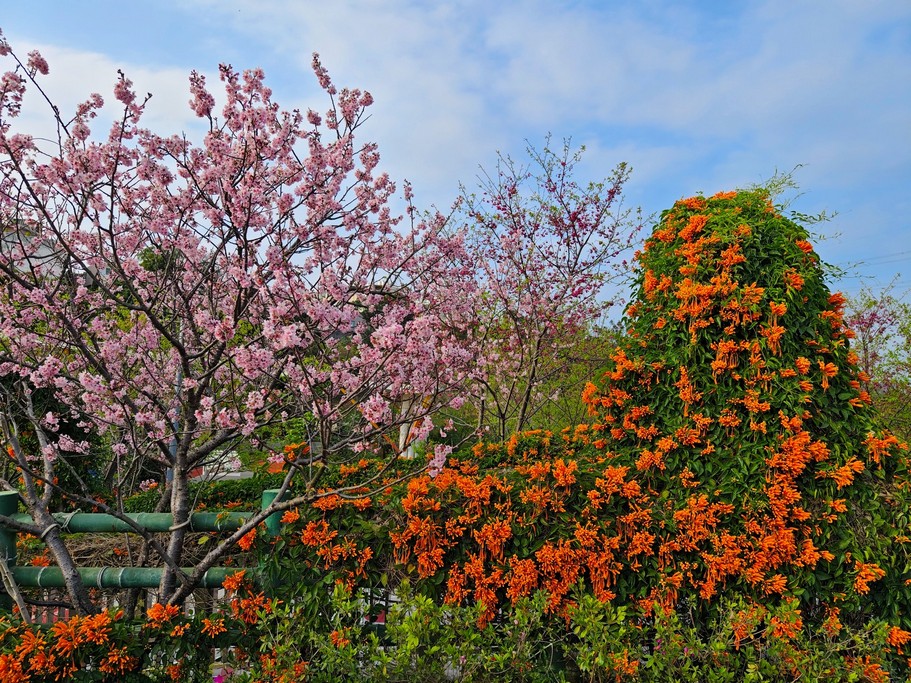 2024鶯歌永吉公園．新北親子景點（炮仗花隧道搭配傑克與魔豆為主題設計好拍又好玩） @愛伯特