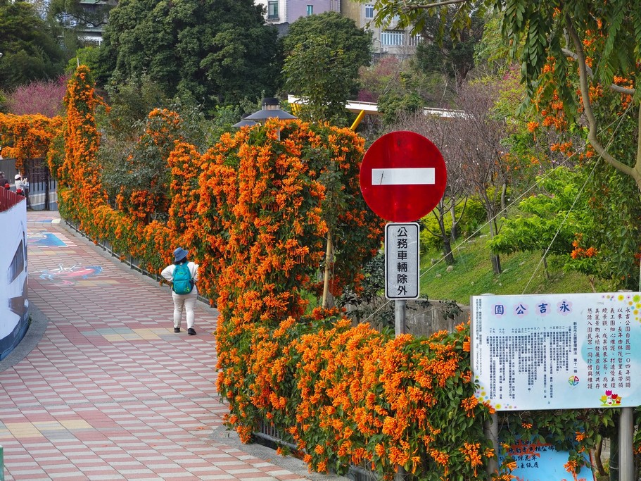 2024鶯歌永吉公園．新北親子景點（炮仗花隧道搭配傑克與魔豆為主題設計好拍又好玩） @愛伯特