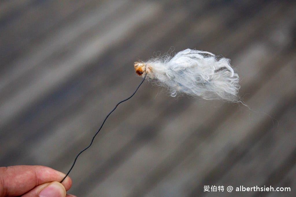 洄遊吧食魚體驗館．花蓮七星潭景點（淺顯易懂教你海洋食魚的知識）