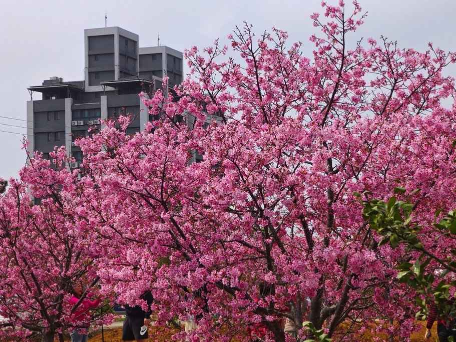 2024中壢聖德路櫻花巷秘境．桃園櫻花景點（意外發現的桃園隱藏版賞櫻秘境） @愛伯特