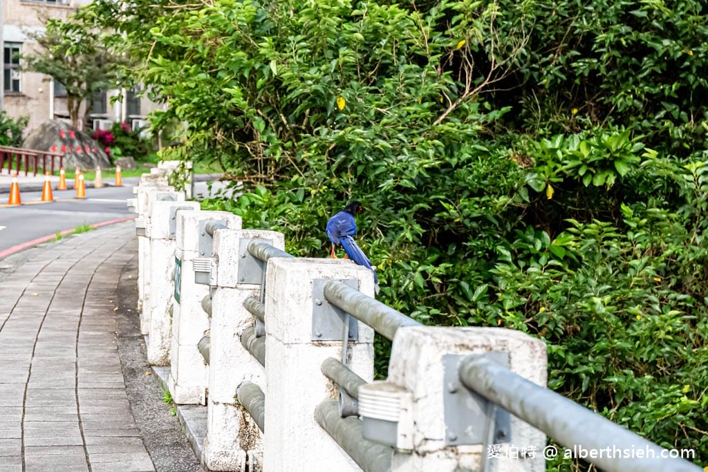 十分瀑布公園一日遊｜新北平溪免門票景點台版尼加拉瀑布
