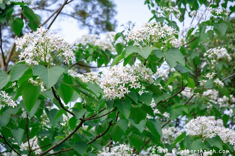 永豐六分桐花步道．台中外埔景點（桐花祕境還可以近距離欣賞高鐵呼嘯而過）