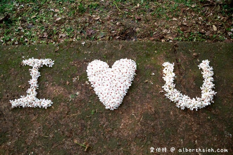 永豐六分桐花步道．台中外埔景點（桐花祕境還可以近距離欣賞高鐵呼嘯而過）