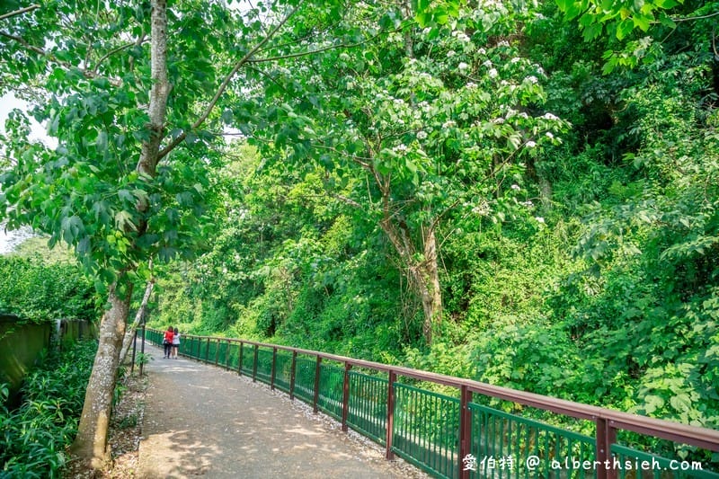永豐六分桐花步道．台中外埔景點（桐花祕境還可以近距離欣賞高鐵呼嘯而過）