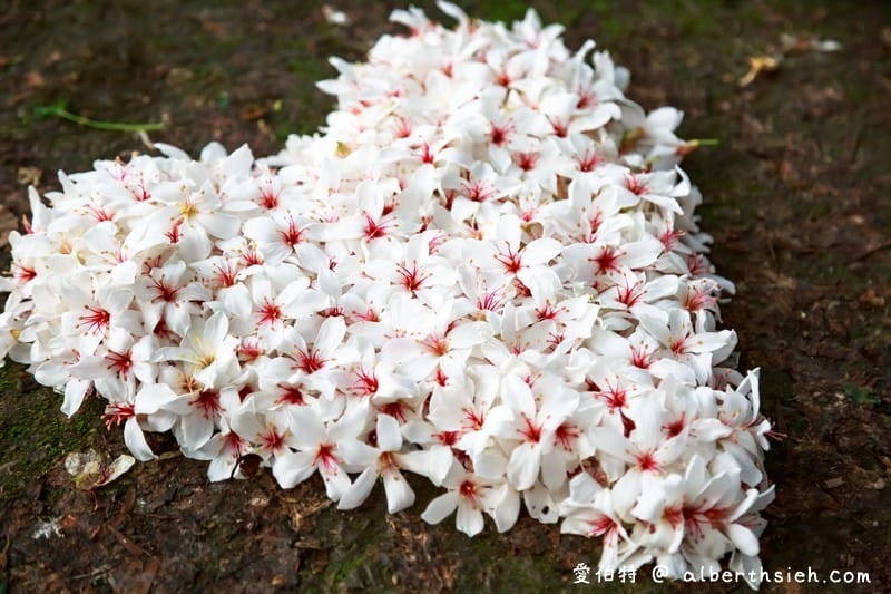 永豐六分桐花步道．台中外埔景點（桐花祕境還可以近距離欣賞高鐵呼嘯而過）
