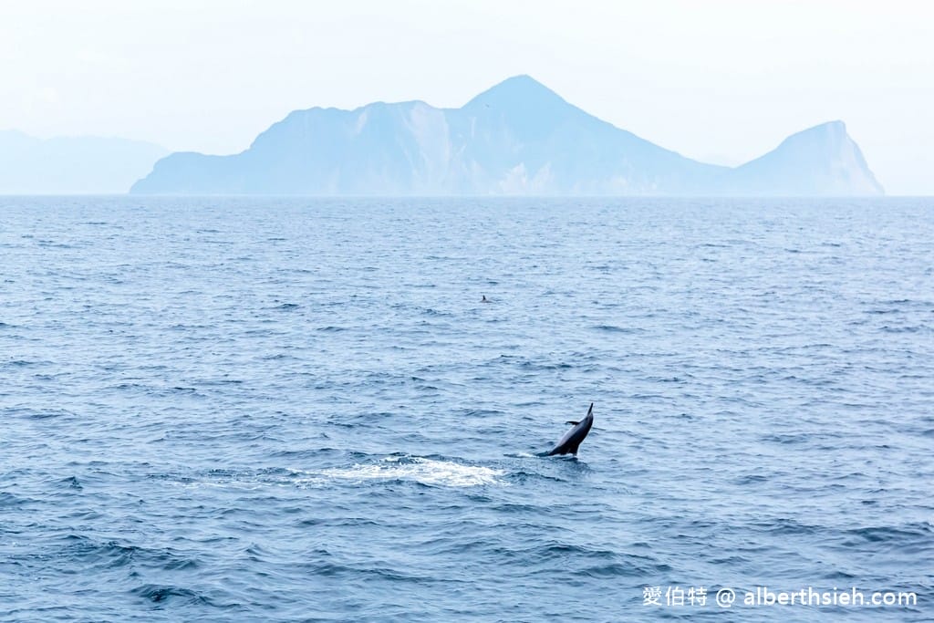 宜蘭賞鯨推薦．龜山島賞鯨繞島牛奶海（新福豐168賞鯨豚，不誇張直接看到整群五百隻海豚！）