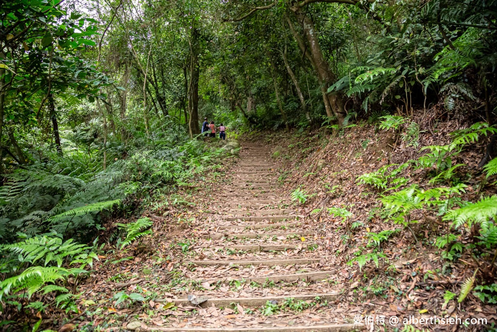 桃園賞油桐花推薦景點．大溪十一指古道（古道前段就超美，距離大溪老街只要10分鐘，百年茄苳樹必看） @愛伯特