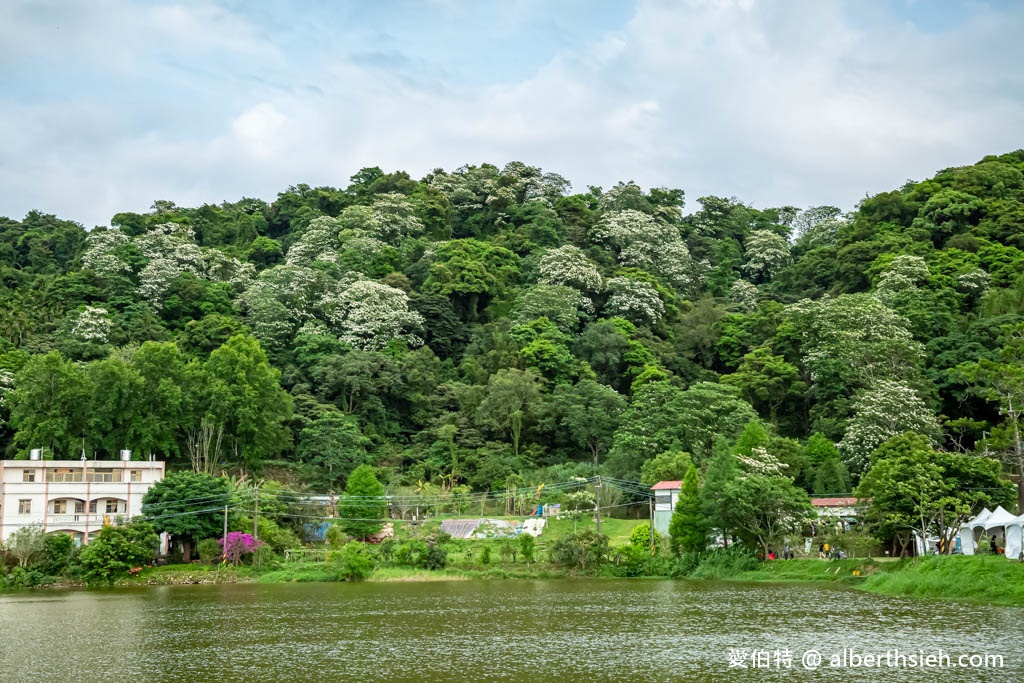 桃園賞油桐花推薦景點．大溪十一指古道（古道前段就超美，距離大溪老街只要10分鐘，百年茄苳樹必看） @愛伯特