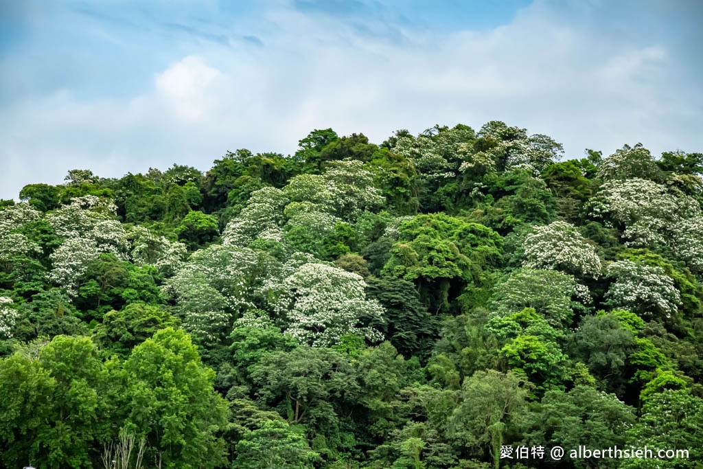 桃園賞油桐花推薦景點．大溪十一指古道（古道前段就超美，距離大溪老街只要10分鐘，百年茄苳樹必看） @愛伯特