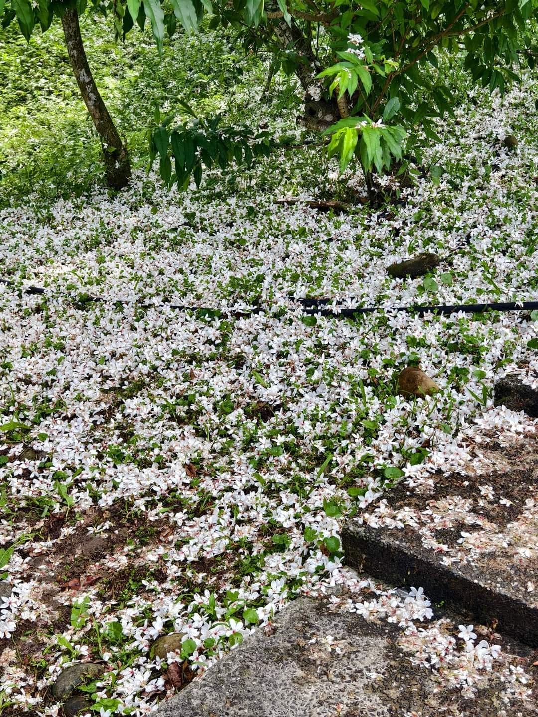 桃園賞油桐花推薦景點．大溪十一指古道（古道前段就超美，距離大溪老街只要10分鐘，百年茄苳樹必看） @愛伯特