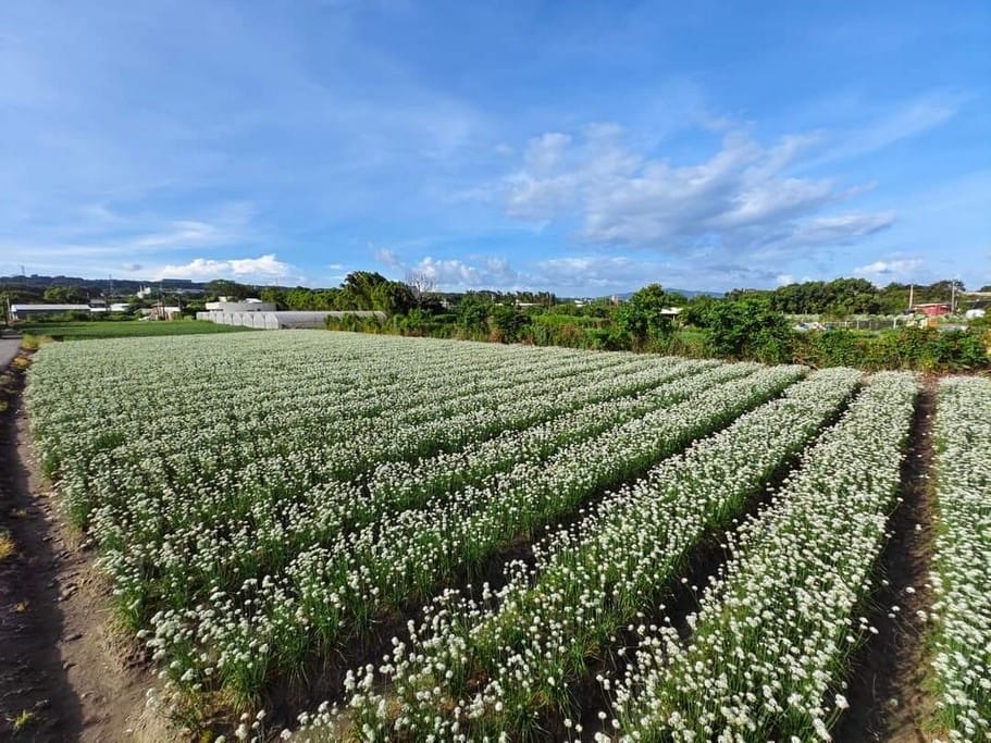 2023大溪韭菜花季在哪裡？（桃園九月雪一日遊推薦，活動交通地址，韭月雪賞花花期）