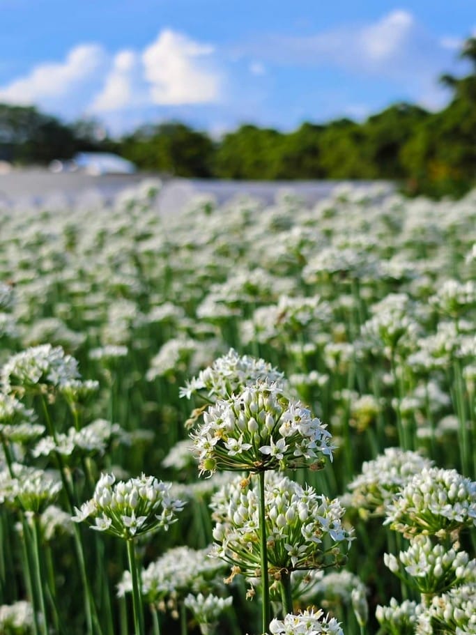 2023大溪韭菜花季在哪裡？（桃園九月雪一日遊推薦，活動交通地址，韭月雪賞花花期）