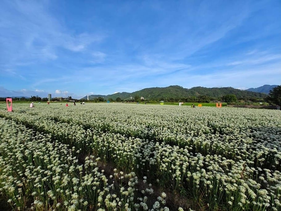 2023大溪韭菜花季在哪裡？（桃園九月雪一日遊推薦，活動交通地址，韭月雪賞花花期）