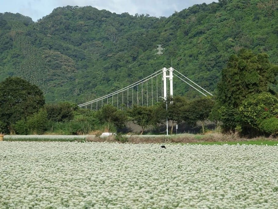 2023大溪韭菜花季在哪裡？（桃園九月雪一日遊推薦，活動交通地址，韭月雪賞花花期）