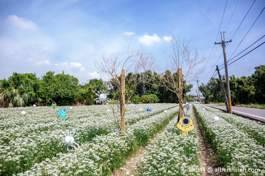 大溪韭菜花季2023在哪裡？（2000坪免費雪白韭菜花海實景拍攝，超夢幻的期間限定九月雪） @愛伯特